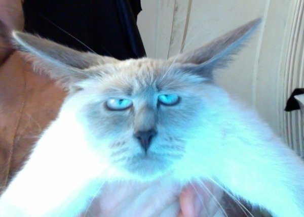 Мемы с котами Упоротые