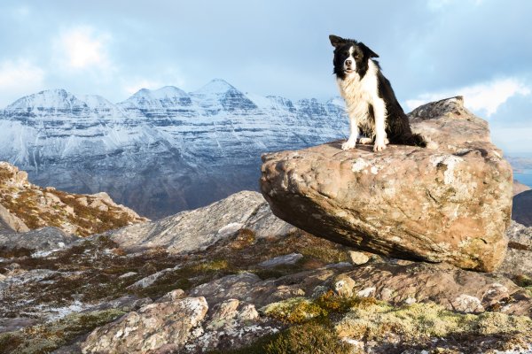 Собака в горах