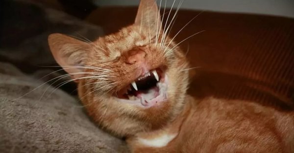 Улыбка кота