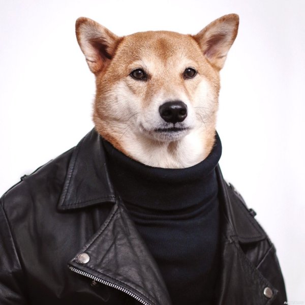 Одежда для сиба ину