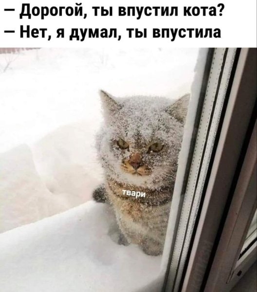 Котик мерзнет