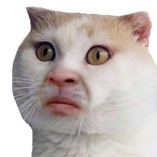 Смешные лица котов