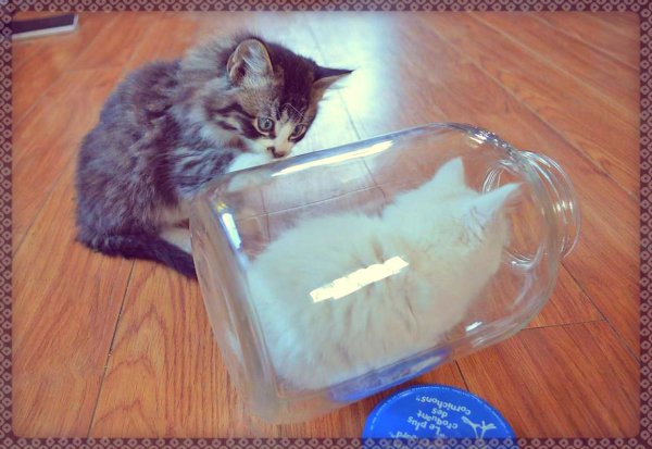 Кот в банке