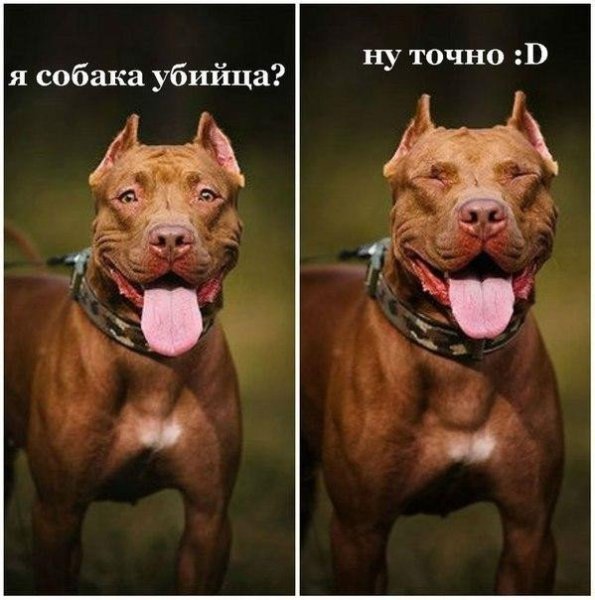 Приколы про питбулей