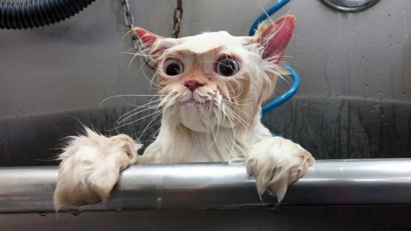Кошка мокрая смешная