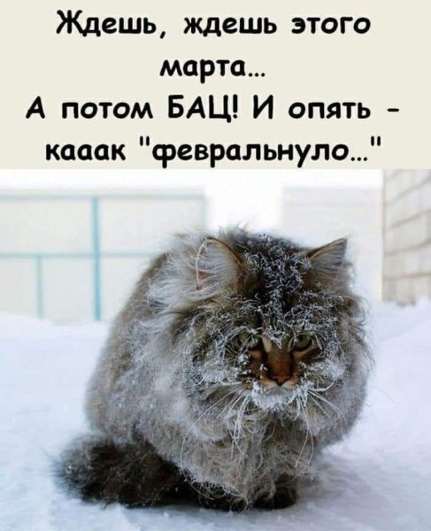 Коты мерзнут