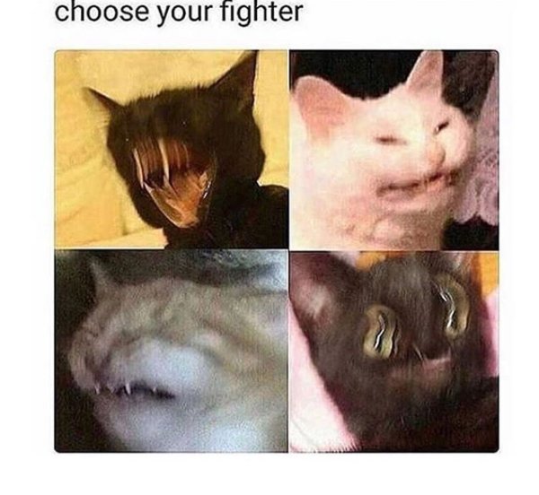 Кот Мем