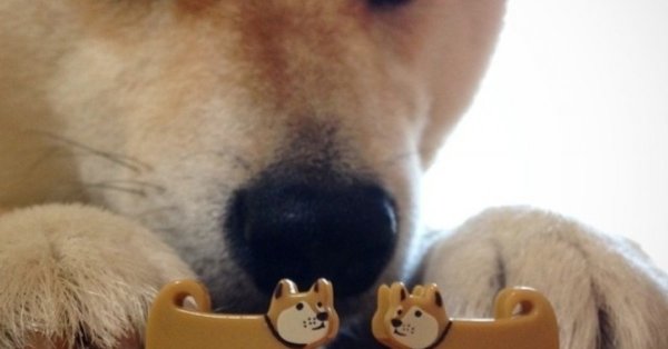 Собачка соситесь