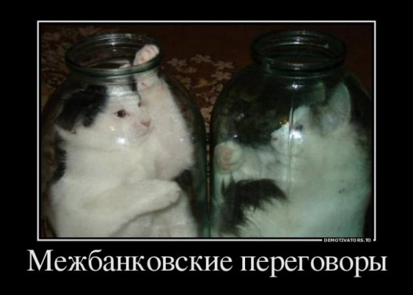 Коты в банке