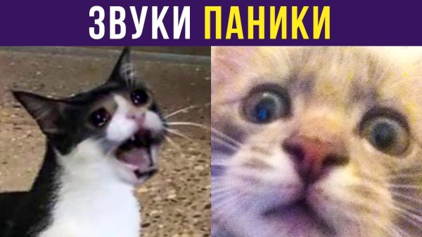 Звуки паники кот