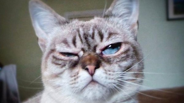 Кот с недовольной мордой