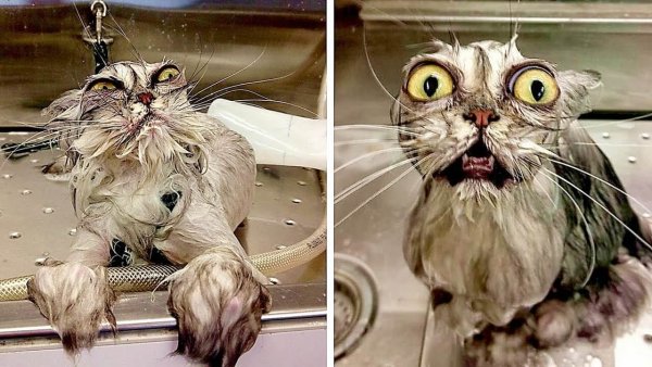 Мокрые коты