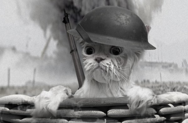 Мокрый котик