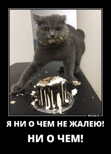 Ни о чем не жалею ни о чем кот