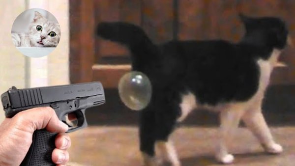 Кот в пузыре Мем