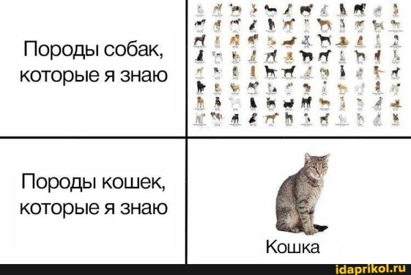 Мем про породистых котов