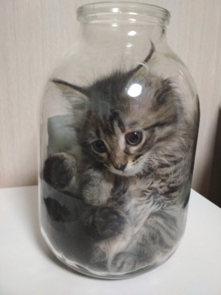 Котенок в банке