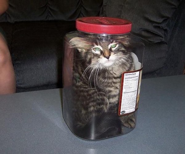 Смешной кот в банке