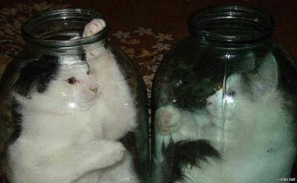 Смешные коты в банке