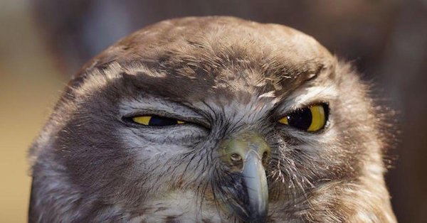 Подозрительный взгляд Совы