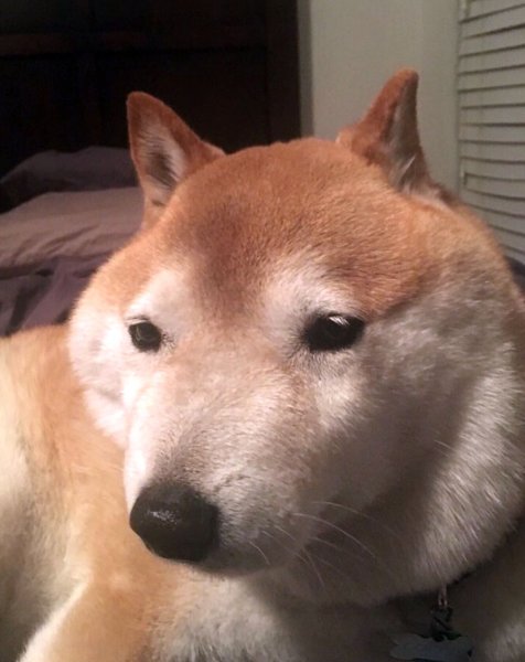 Сиба-ину фото