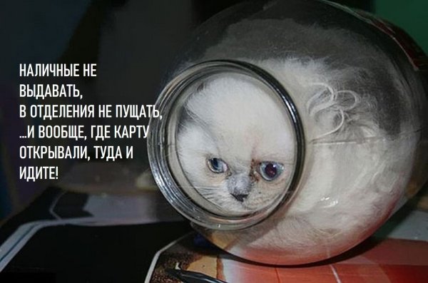 Кошак в банке