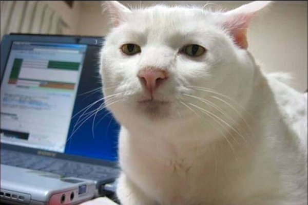 Плачущий кот