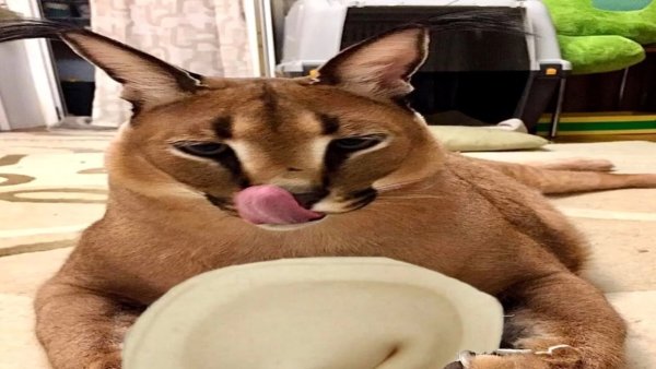 Кот пельмень