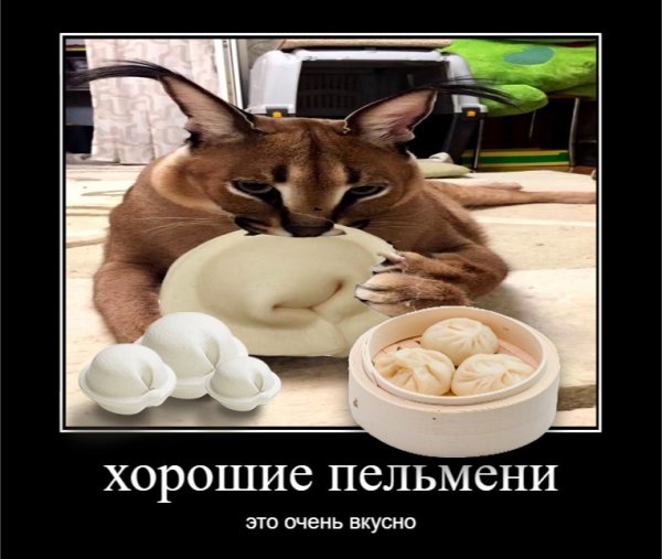 Пельмени Мем с котом