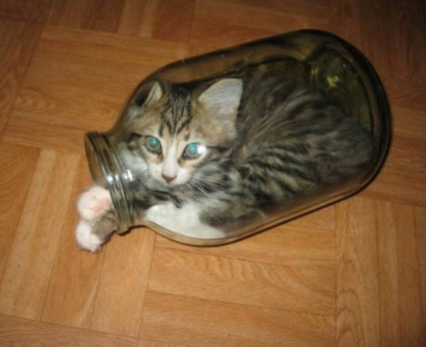 Котенок в банке