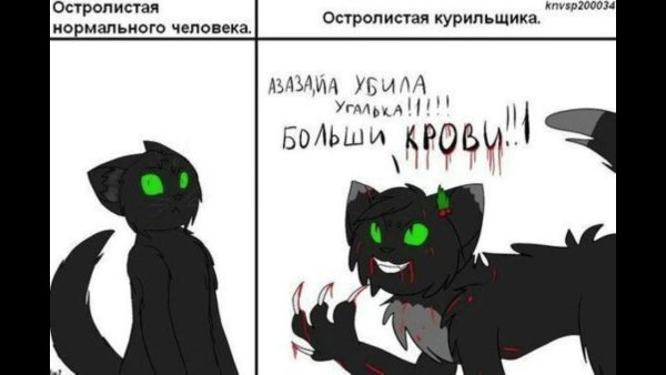 Коты Воители приколы