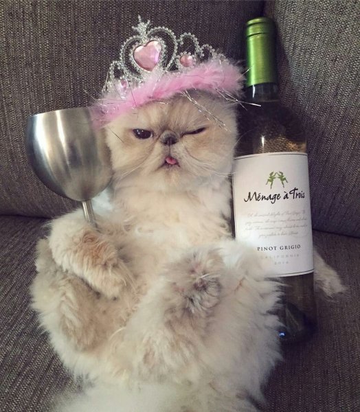 С днём рождения с котиками