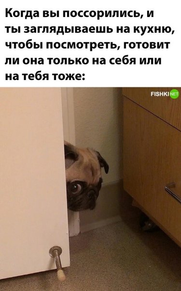 Собачка выглядывает из за угла