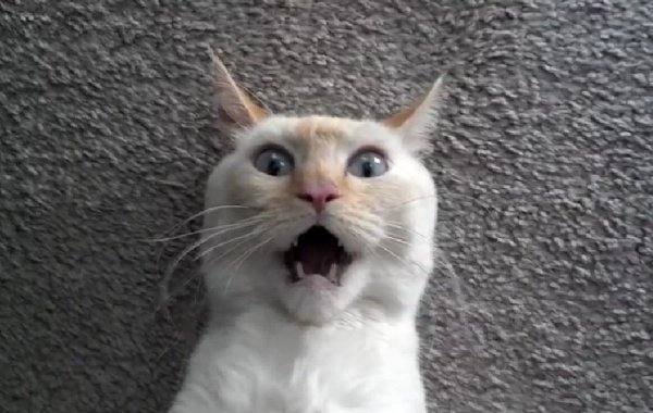 Кричащий кот