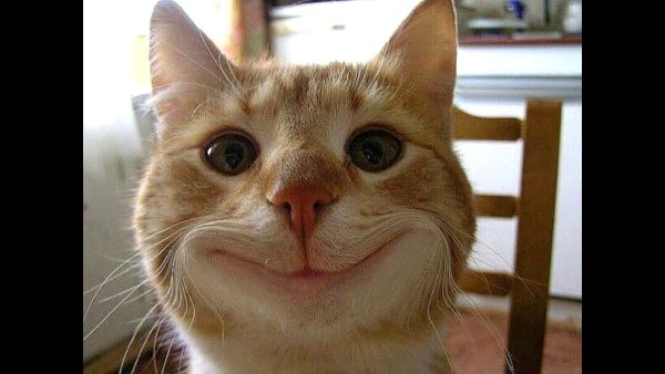 Улыбка кошки