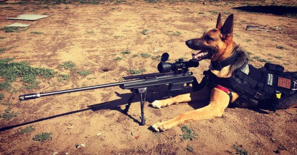 Собака с пулеметом