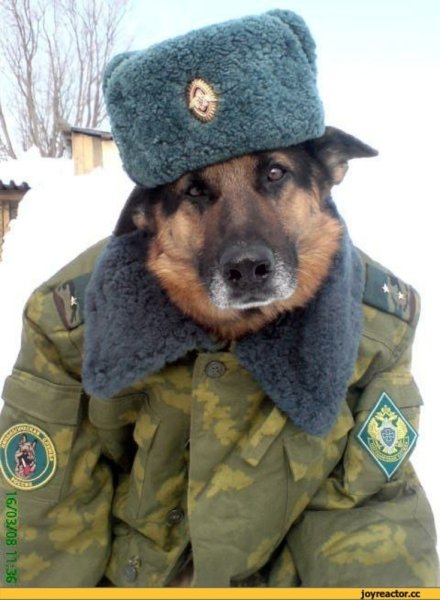 Немецкая овчарка в военной фуражке