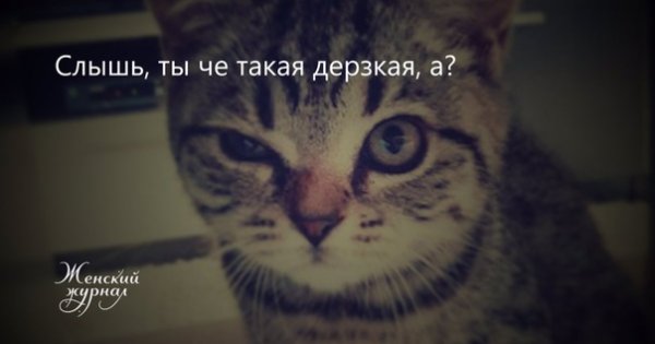 Ты че такой дерзкий