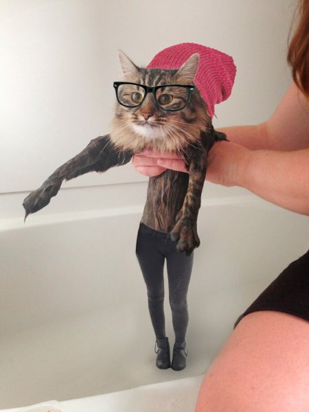 Кот Вдохновение