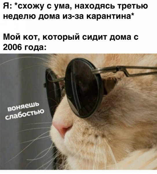 Воняешь кот