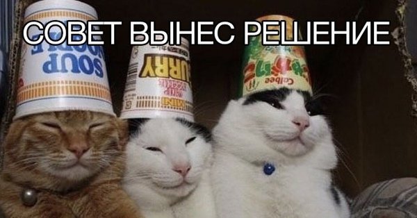 Хехе нот хехе кот