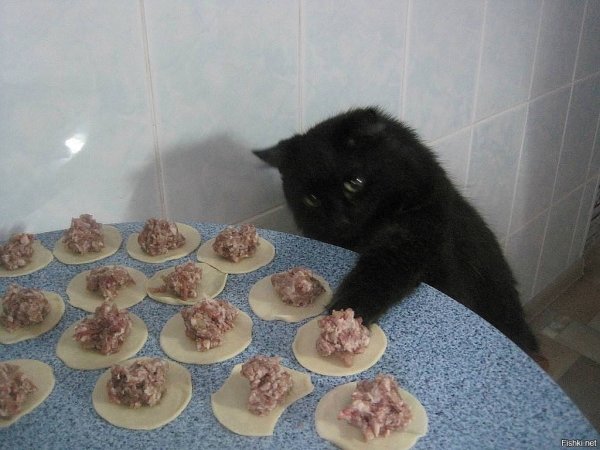 Кот ест пельмени