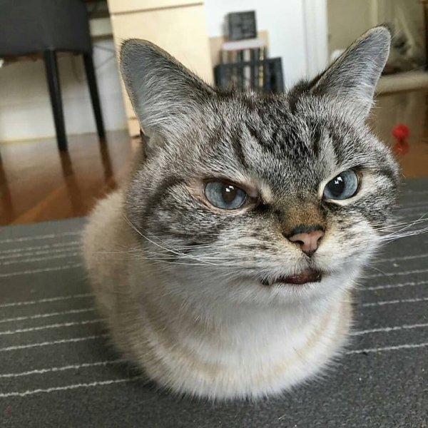 Кот в недоумении