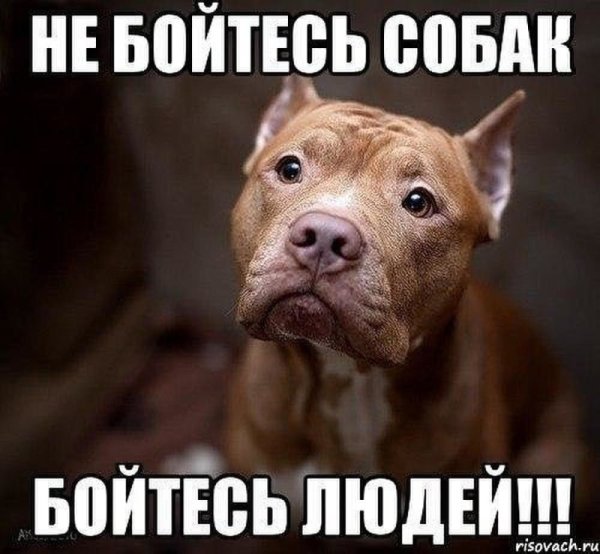 Бойцовые собаки мемы