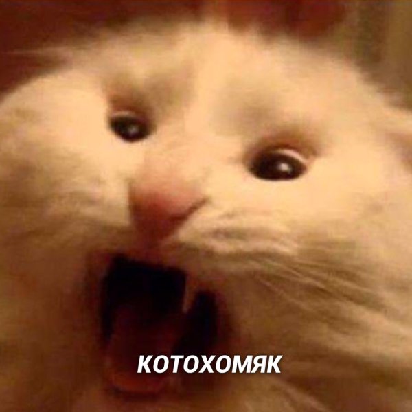 Паникующий кот