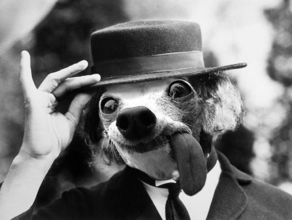 Интеллигентные собаки