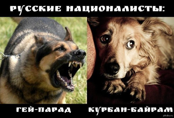 Мем с двумя собаками