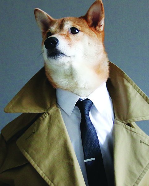 Собака в плаще