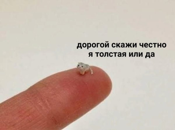 Скажи честно я жирная
