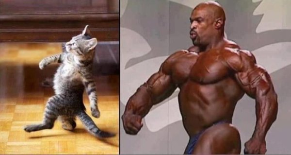 Накаченный кот